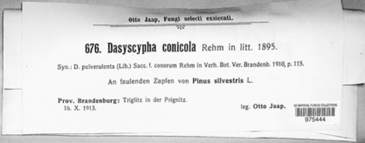 Dasyscypha conicola image